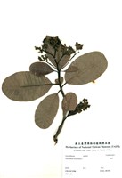 藏品(腰果)的圖片